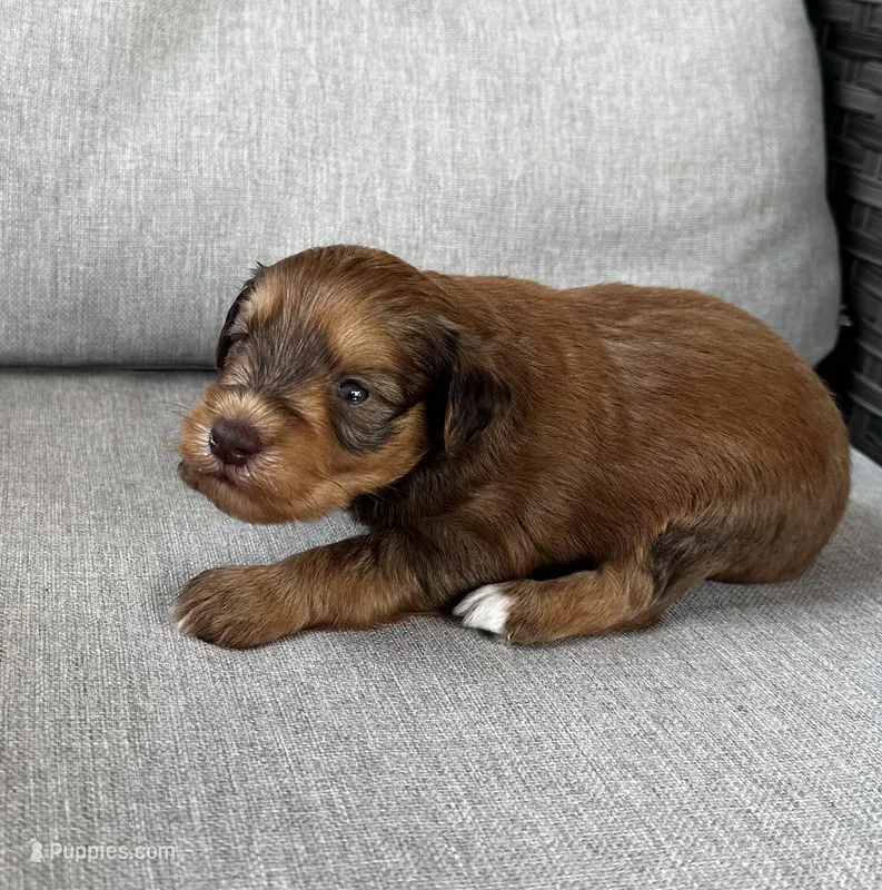 Meatball – Miniature Schnauzer puppy for sale in Lafayette, LA