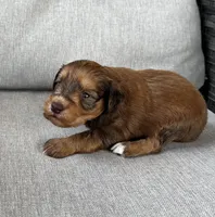 Meatball, a male Miniature Schnauzer for sale in Lafayette, LA – 1 of 1
