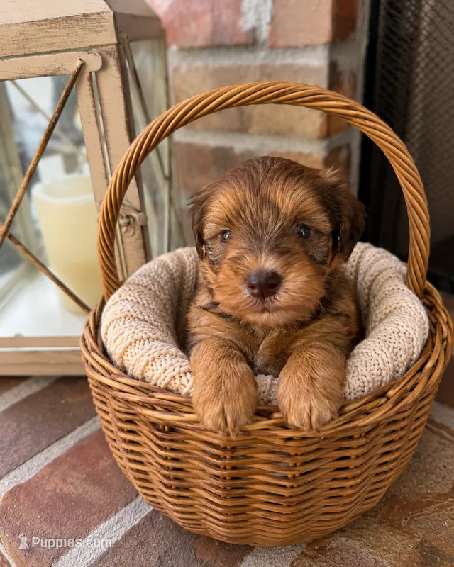 Meatball – Miniature Schnauzer puppy for sale in Lafayette, LA