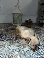 Copper, a male Miniature Schnauzer for sale in Lafayette, LA – Photo 2 of 3