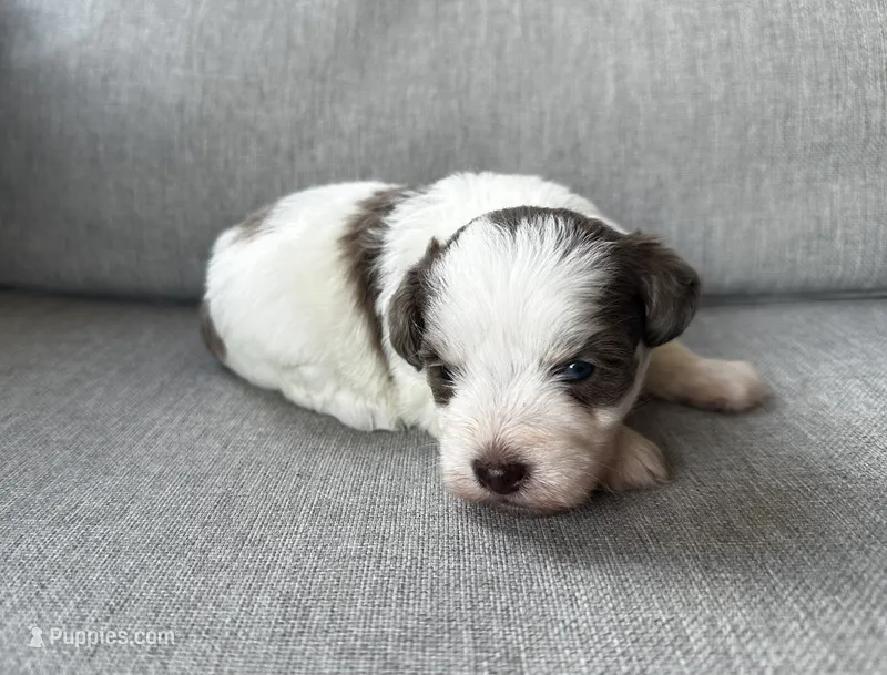 Chloe – Miniature Schnauzer puppy for sale in Lafayette, LA