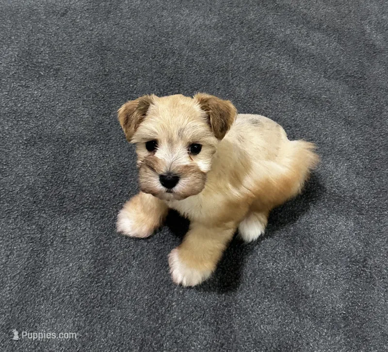 Boots – Miniature Schnauzer puppy for sale in Lafayette, LA