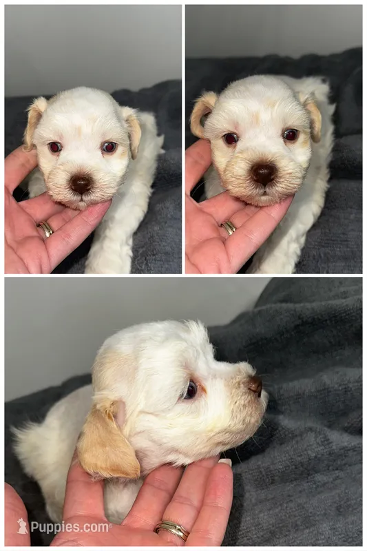 Belle – Miniature Schnauzer puppy for sale in Lafayette, LA