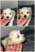 Belle, a female Miniature Schnauzer for sale in Lafayette, LA – 1 of 1