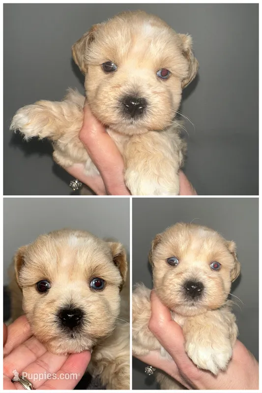 Teddy – Miniature Schnauzer puppy on hold in Lafayette, LA