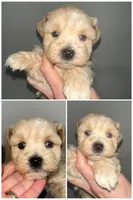 Teddy, a male Miniature Schnauzer for sale in Lafayette, LA – 1 of 1