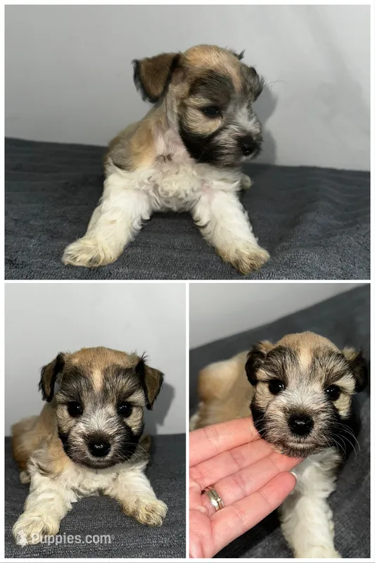 Delilah – Miniature Schnauzer puppy for sale in Lafayette, LA