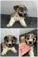 Delilah, a female Miniature Schnauzer for sale in Lafayette, LA – 1 of 1