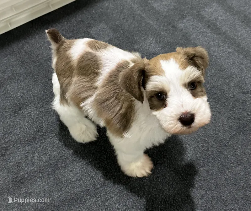 Leo – Miniature Schnauzer puppy for sale in Lafayette, LA