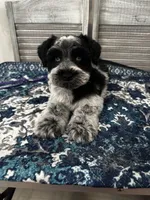 Marshall, a male Miniature Schnauzer for sale in Lafayette, LA – Photo 1 of 2