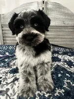 Marshall, a male Miniature Schnauzer for sale in Lafayette, LA – Photo 2 of 2