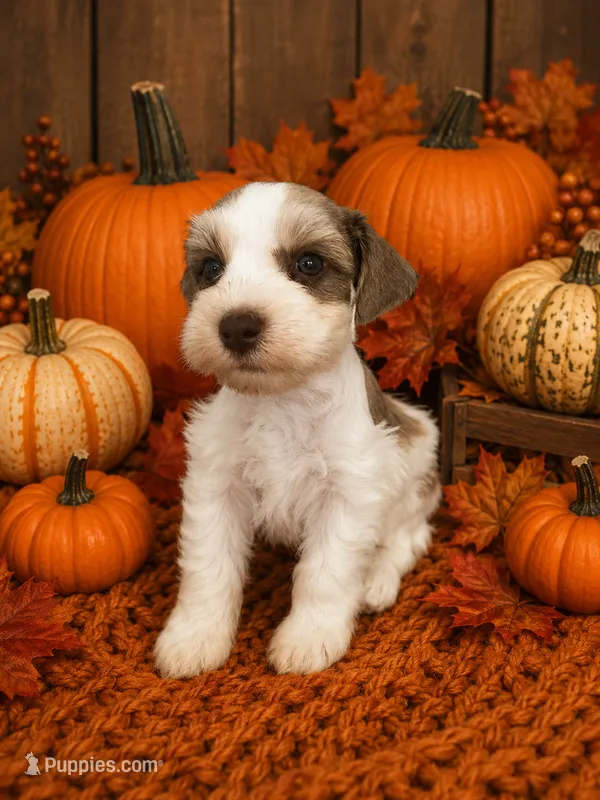 Leo – Miniature Schnauzer puppy for sale in Lafayette, LA