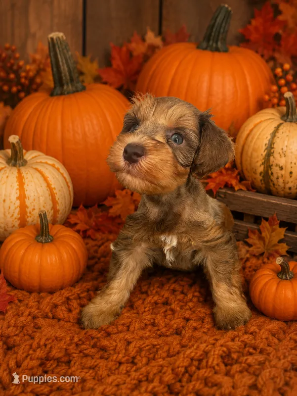 Meatball – Miniature Schnauzer puppy for sale in Lafayette, LA