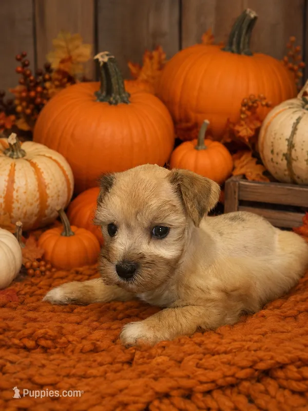 Boots – Miniature Schnauzer puppy for sale in Lafayette, LA