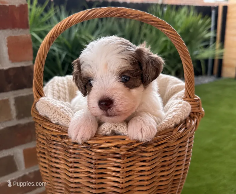Chloe – Miniature Schnauzer puppy for sale in Lafayette, LA