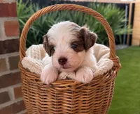 Chloe, a female Miniature Schnauzer for sale in Lafayette, LA – 1 of 2