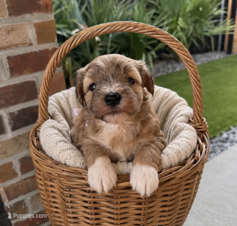 Andy – Miniature Schnauzer puppy for sale in Lafayette, LA