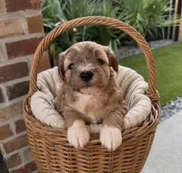 Andy, a male Miniature Schnauzer for sale in Lafayette, LA – 1 of 1