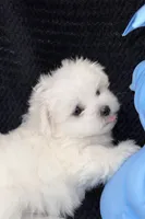 Red Male, a male Maltese for sale in Trinity, AL – Photo 3 of 3