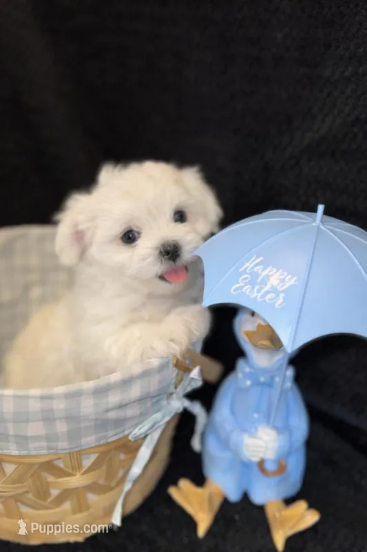 Red Male, a male Maltese for sale in Trinity, AL – Photo 1 of 3