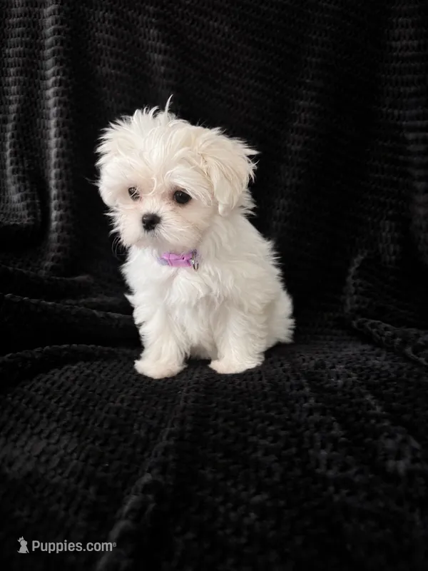 Korean Maltese Girl Tulip – Maltese puppy for sale in Trinity, AL