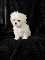 Korean Maltese Girl Tulip, a female Maltese for sale in Trinity, AL – 1 of 2
