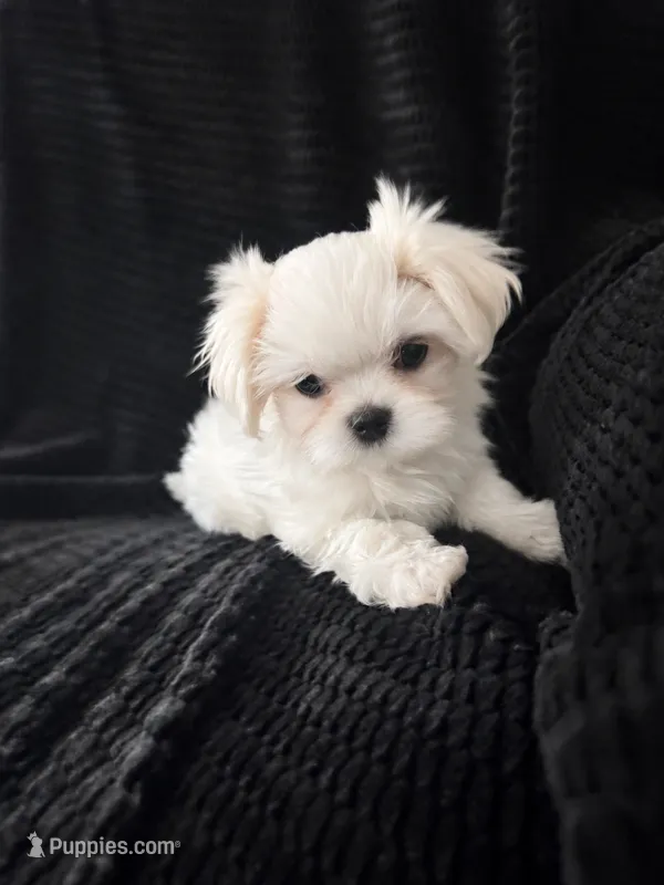 Korean Maltese Girl Daisy – Maltese puppy for sale in Trinity, AL