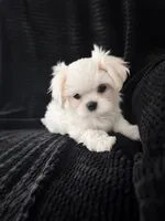 Korean Maltese Girl Daisy, a female Maltese for sale in Trinity, AL – 1 of 2