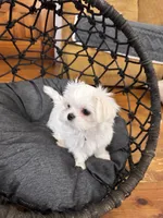 Korean Maltese Girl Daisy, a female Maltese for sale in Trinity, AL – 2 of 2