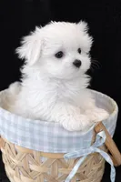 Blue Male, a male Maltese for sale in Trinity, AL – Photo 3 of 3