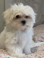 Blue Male, a male Maltese for sale in Trinity, AL – Photo 1 of 5