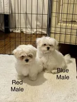 Blue Male, a male Maltese for sale in Trinity, AL – Photo 2 of 5