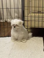 Blue Male, a male Maltese for sale in Trinity, AL – Photo 3 of 5