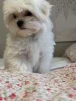 Blue Male, a male Maltese for sale in Trinity, AL – Photo 4 of 5