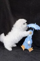 Blue Male, a male Maltese for sale in Trinity, AL – Photo 2 of 3