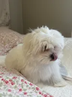 Blue Male, a male Maltese for sale in Trinity, AL – Photo 5 of 5