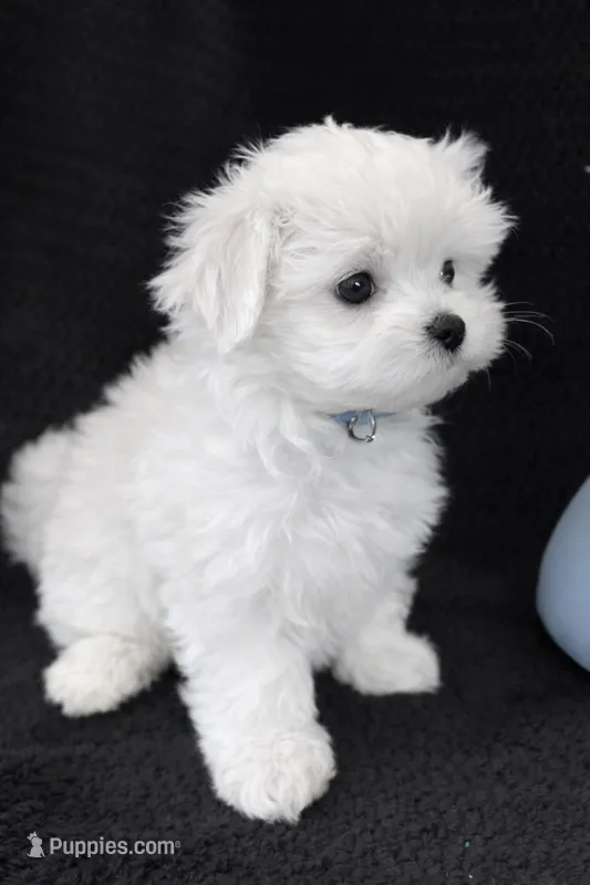 Blue Male, a male Maltese for sale in Trinity, AL – Photo 1 of 3