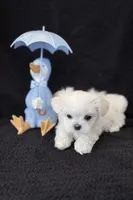 Korean Black Male, a male Maltese for sale in Trinity, AL – Photo 3 of 5