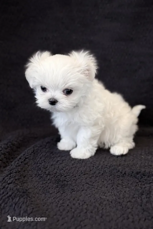 Korean Black Male, a male Maltese for sale in Trinity, AL – Photo 1 of 5