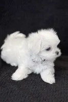 Korean Black Male, a male Maltese for sale in Trinity, AL – Photo 2 of 5