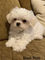 Korean Black Male, a male Maltese for sale in Trinity, AL – Photo 3 of 3