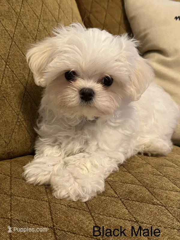 Korean Black Male – Maltese puppy for sale in Trinity, AL