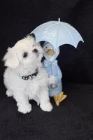 Korean Black Male, a male Maltese for sale in Trinity, AL – Photo 4 of 5