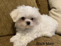 Korean Black Male, a male Maltese for sale in Trinity, AL – Photo 2 of 3