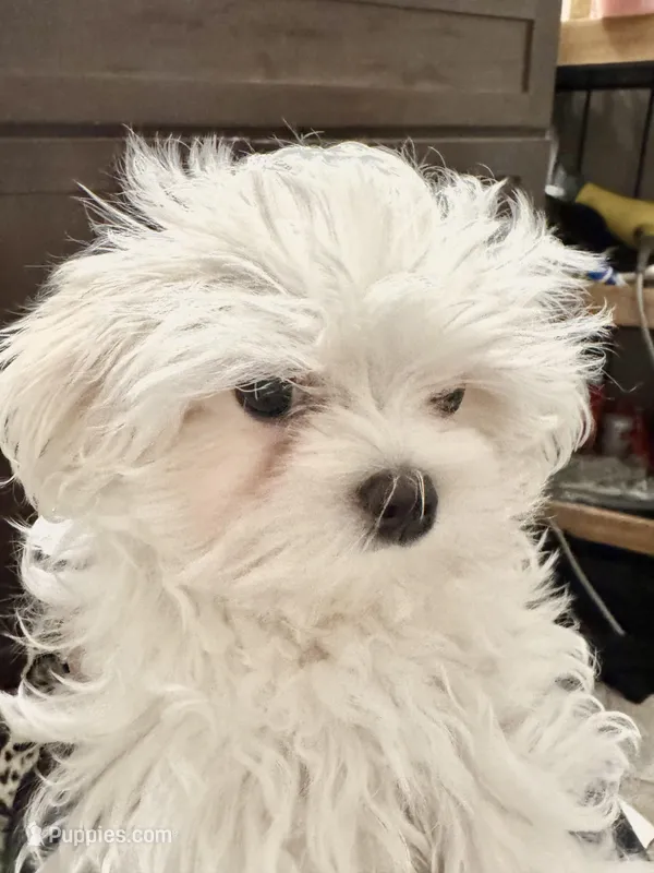 Korean Black Male – Maltese puppy for sale in Trinity, AL