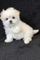 Green Male, a male Maltese for sale in Trinity, AL – Photo 2 of 3