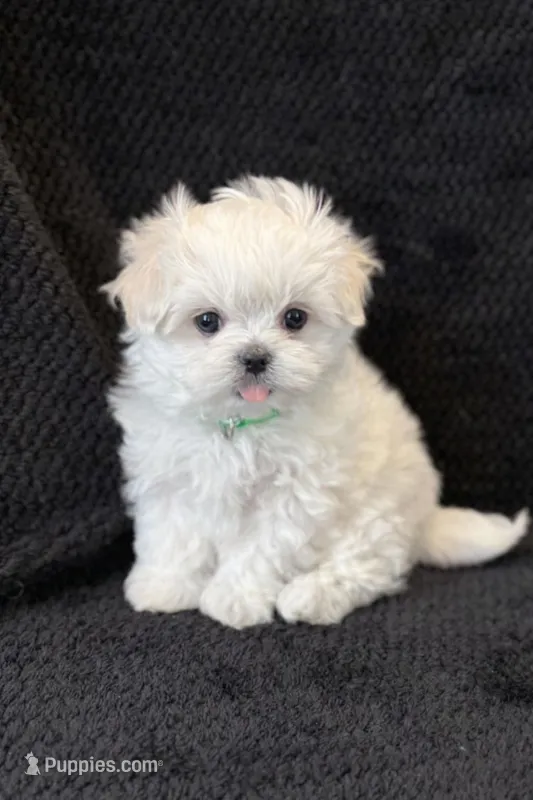 Green Male, a male Maltese for sale in Trinity, AL – Photo 1 of 3