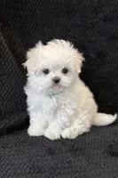 Green Male, a male Maltese for sale in Trinity, AL – Photo 1 of 3