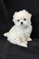 Green Male, a male Maltese for sale in Trinity, AL – Photo 3 of 3