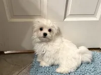 Small Male , a male Maltese for sale in Trinity, AL – Photo 5 of 8